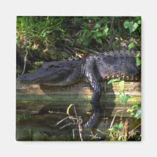 Imán Tarde del lagarto, Everglades, Florida