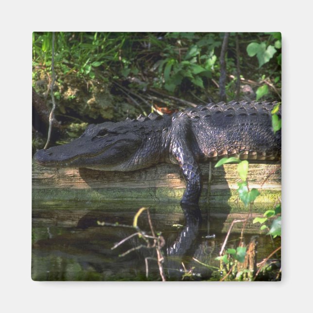 Imán Tarde del lagarto, Everglades, Florida (Frente)