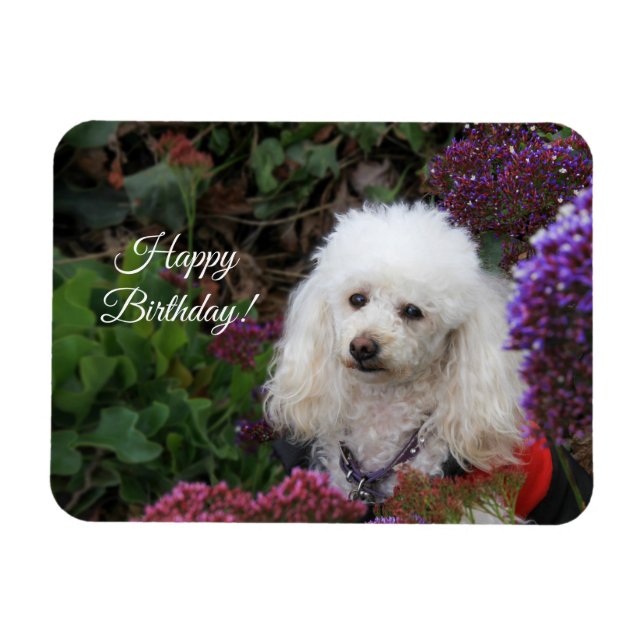 Imán Tarjeta magnética del perro de caniche de cumpleañ (Horizontal)