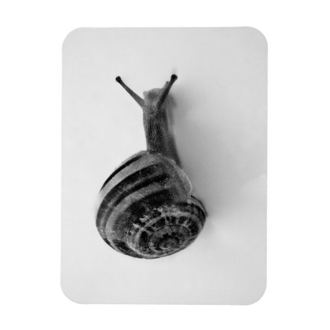Imán Tarjeta postal de caracol (Vertical)