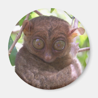 Imán Tarsier Filipino