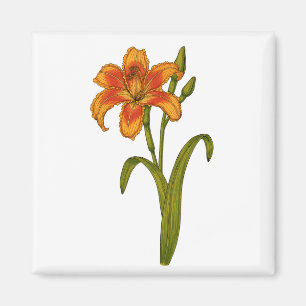 Imán Tawny daylily