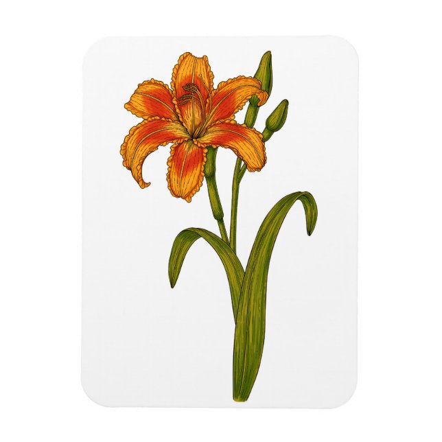 Imán Tawny daylily (Vertical)