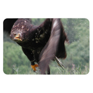 Imán Tawny Eagle