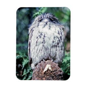 Imán Tawny Frogmouth, Tasmania (Australia)