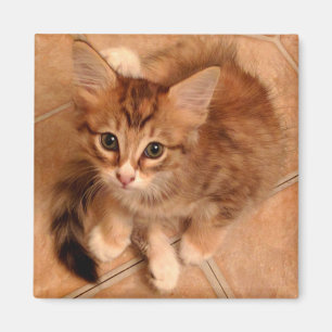 Imán Tawny Kitty