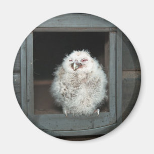 Imán Tawny Owl