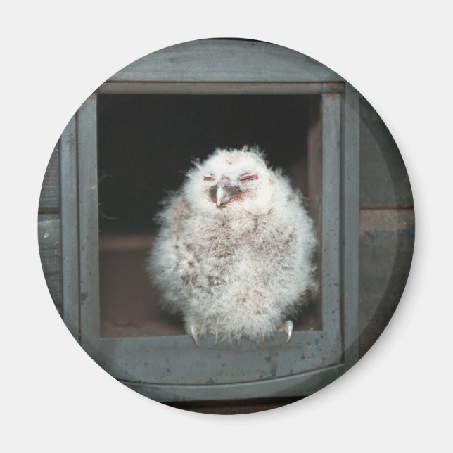 Imán Tawny Owl (Frente)