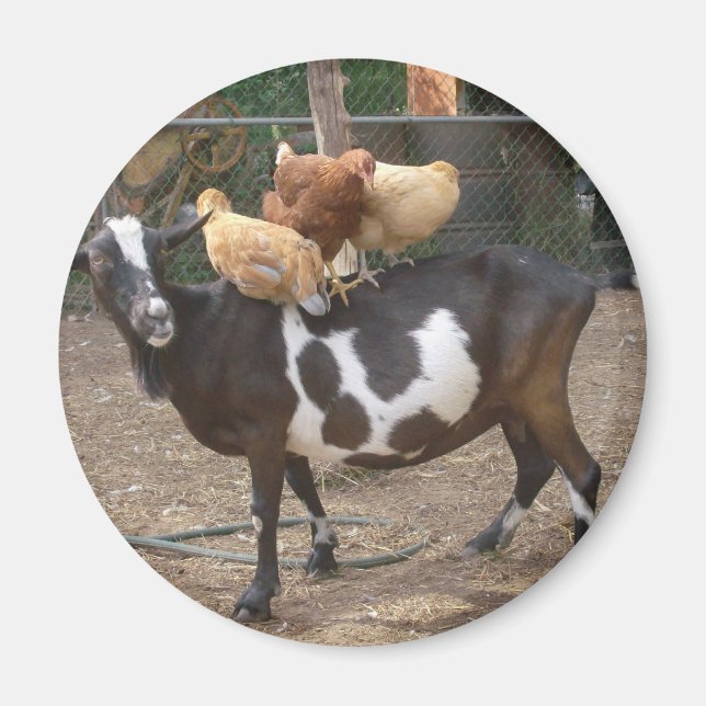 Imán Taxi de cabra (Frente)