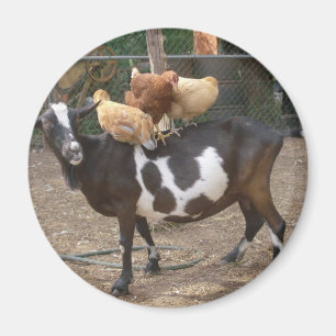 Imán Taxi de la cabra