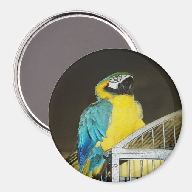 Imán Taz... (Anverso/Reverso)