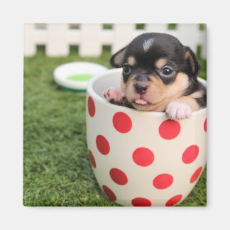Imán Teacup Chihuahua Puppy