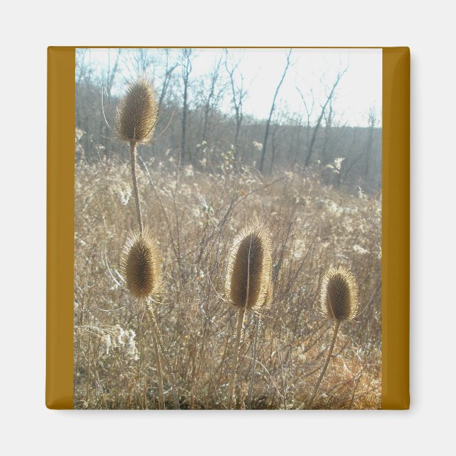 Imán Teasels Magnet (Frente)