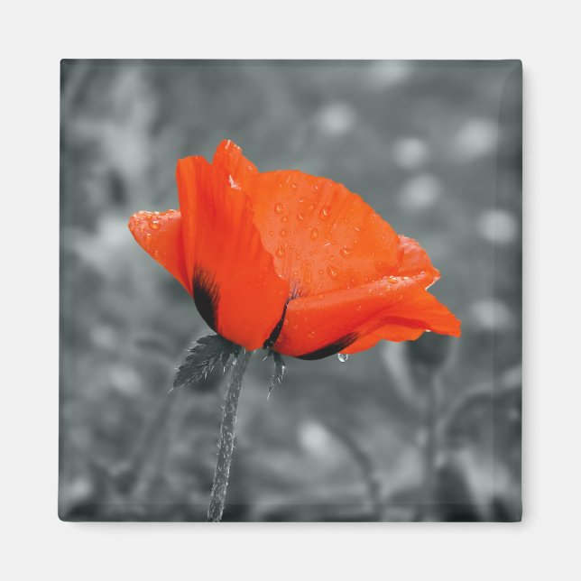 Imán Tecla de color Poppy Magnet (Frente)
