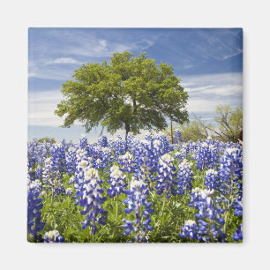 Imán Tejas bluebonnets (lupinus texensis) y roble