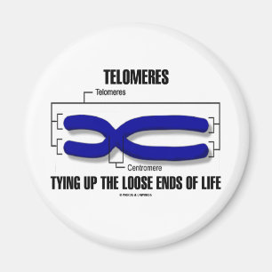 Imán Telomeres que ata encima de finales flojos de la