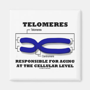 Imán Telomeres Responsables Del Envejecimiento A Nivel