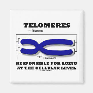 Imán Telomeres Responsables Del Envejecimiento A Nivel 