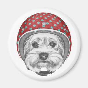 Imán Temerario de Yorkshire Terrier