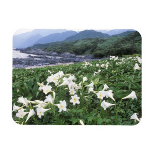 Imán Teppo Yuri (Lirio), Yakushima, Kagoshima, Japón