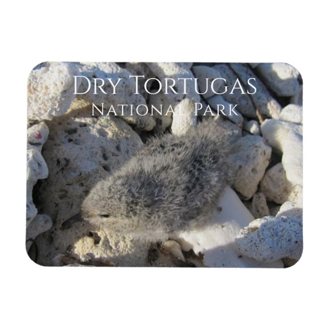 Imán Tern Chick, llave Bush, parque nacional de Tortuga (Horizontal)