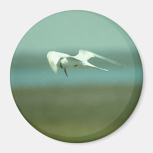 Imán - Tern en vuelo