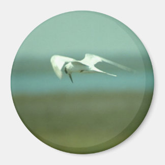 Imán - Tern en vuelo