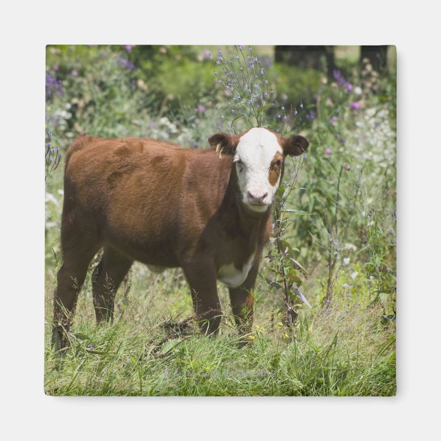 Imán ternera de Hereford (Bos taurus) en pradera (Frente)