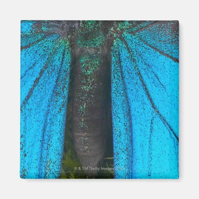 Imán Ternera de montaña azul (ulisis de Papilio) (Frente)