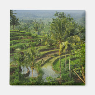 Imán Terrace Ricefield en Bali