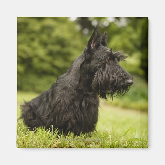 Imán Terrier escocés (Frente)