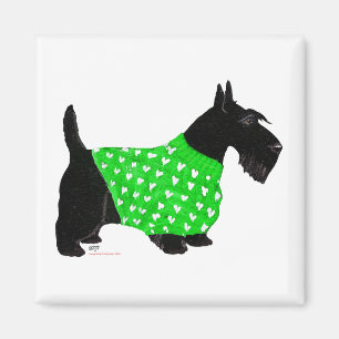 Imán Terrier Escocés con un Suéter