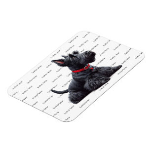 Imán Terrier escocés en