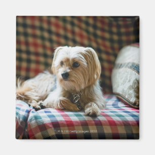 Imán Terrier que miente en la manta a cuadros