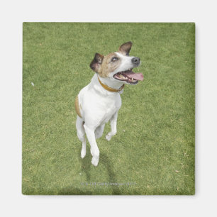 Imán Terrier que salta, visión elevada de Jack Russell