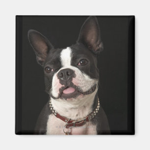 Imán Terrier sonriente de Boston con el cuello