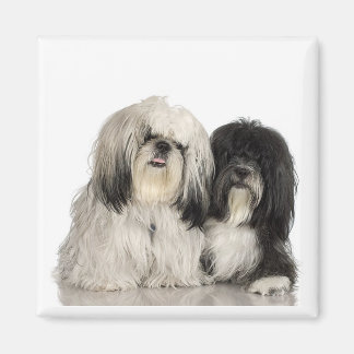 Imán Terrier Tibetano