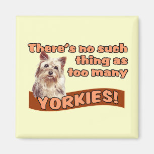 IMÁN TERRIERES DE YORKSHIRE