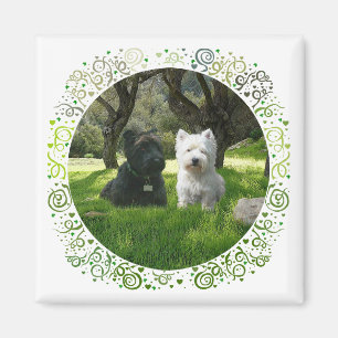 Imán Terriers escoceses y West Highland Greenwood