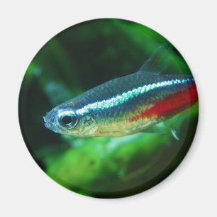 Imán Tetra Paracheirodon de neón Innesi de los pescado