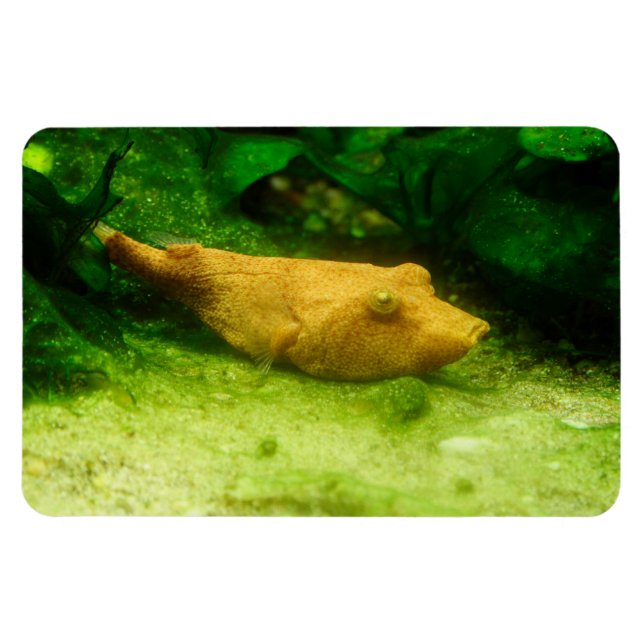 Imán Tetraodon miurus (Horizontal)