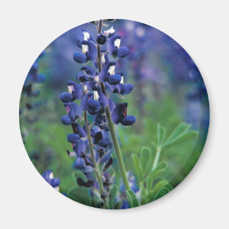 Imán Texas Bluebonnet-2-Best