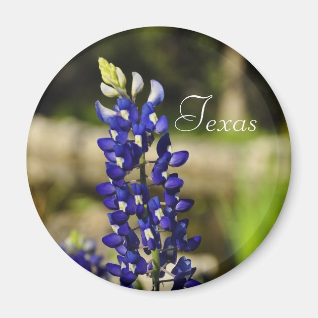 Imán Texas Bluebonnet Magnet (Frente)