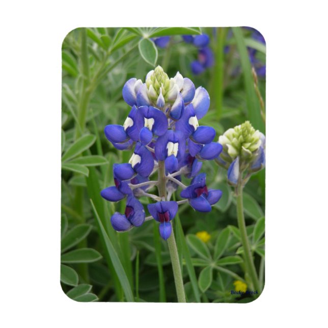 Imán Texas Bluebonnet Magnet (Vertical)
