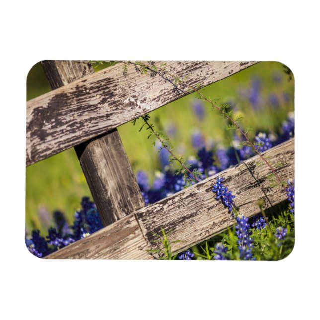 Imán Texas Bluebonnets Alrededor De Una cerca De Un Paí (Horizontal)