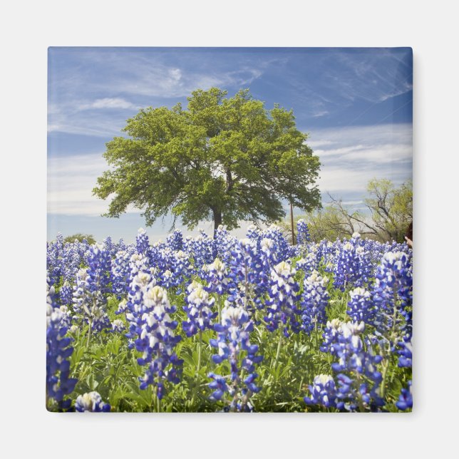 Imán Texas bluebonnets(lupinus texensis) y roble (Frente)