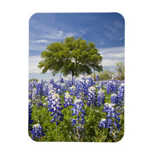 Imán Texas bluebonnets(lupinus texensis) y roble