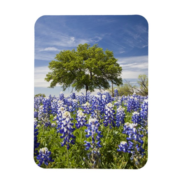 Imán Texas bluebonnets(lupinus texensis) y roble (Vertical)