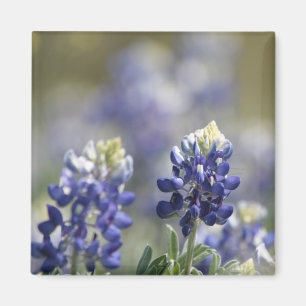 Imán Texas Bluebonnets PhotoSeries #7