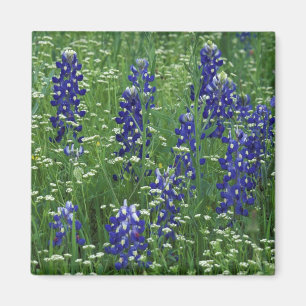 Imán Texas, Lago Buchanan. Texas Bluebonnet y silvestre